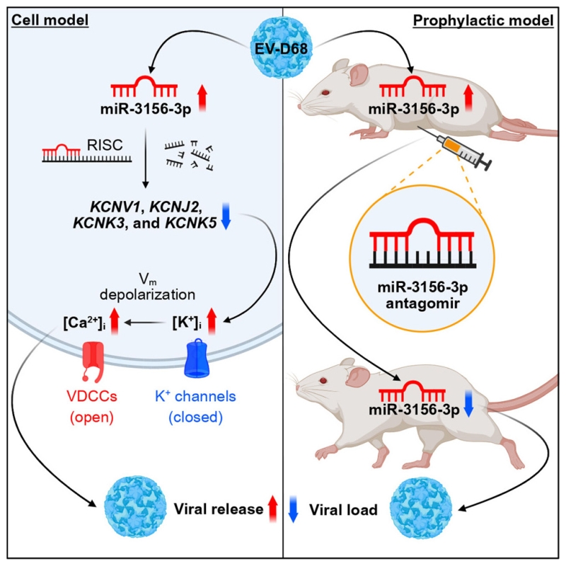 Targeting the miR-3156-3p/K+ channel axis suppresses viral release and paralysis in enterovirus D68 infection