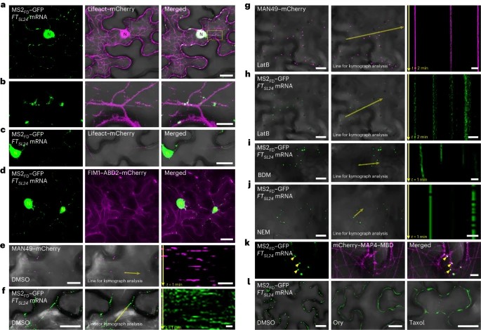 余天心 YU, TIEN-SHIN