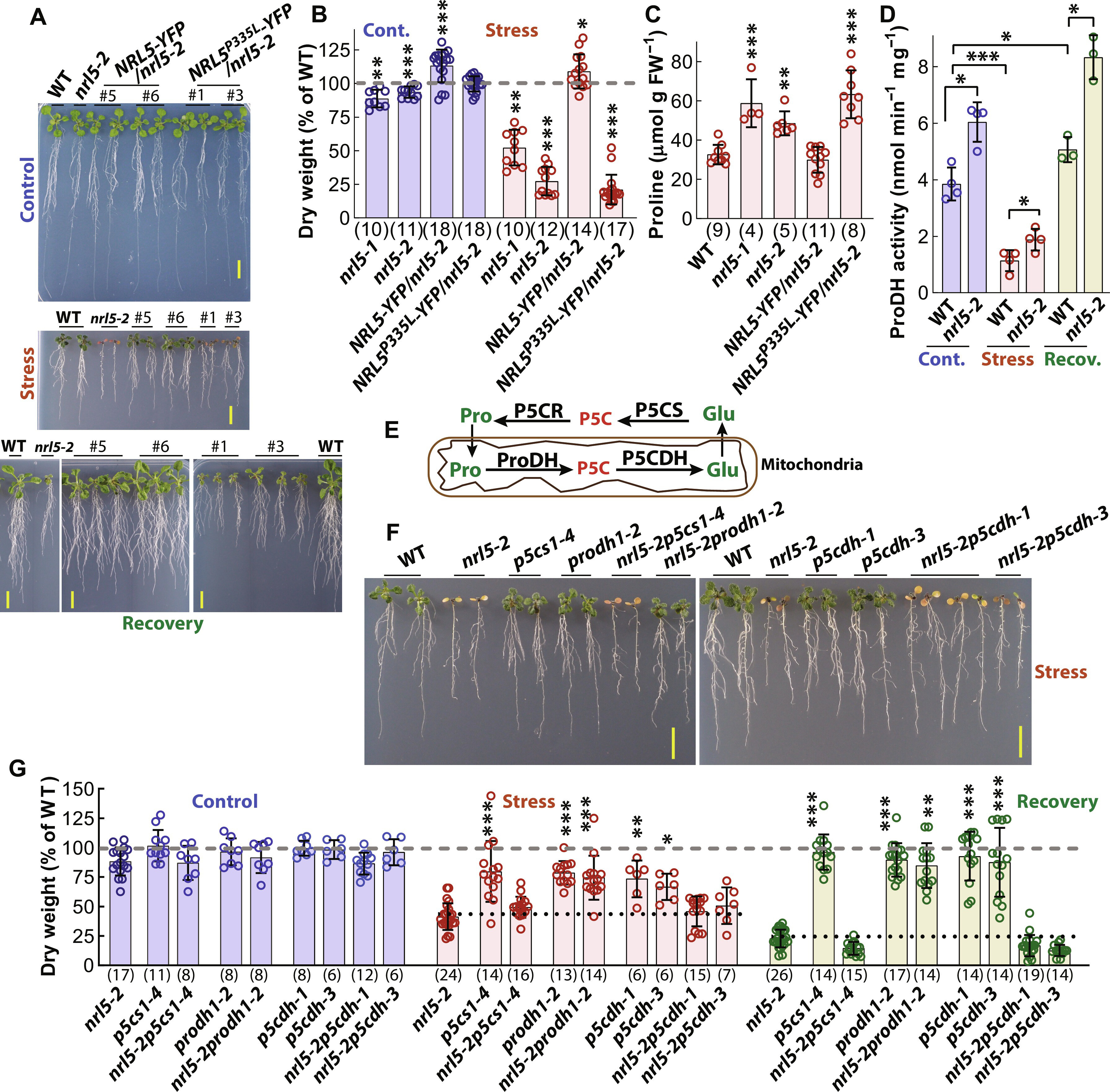 韋保羅 VERSLUES, PAUL EDWIN