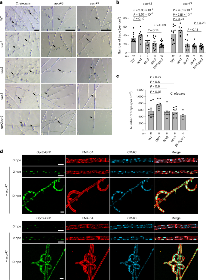 薛雁冰 HSUEH, YEN-PING