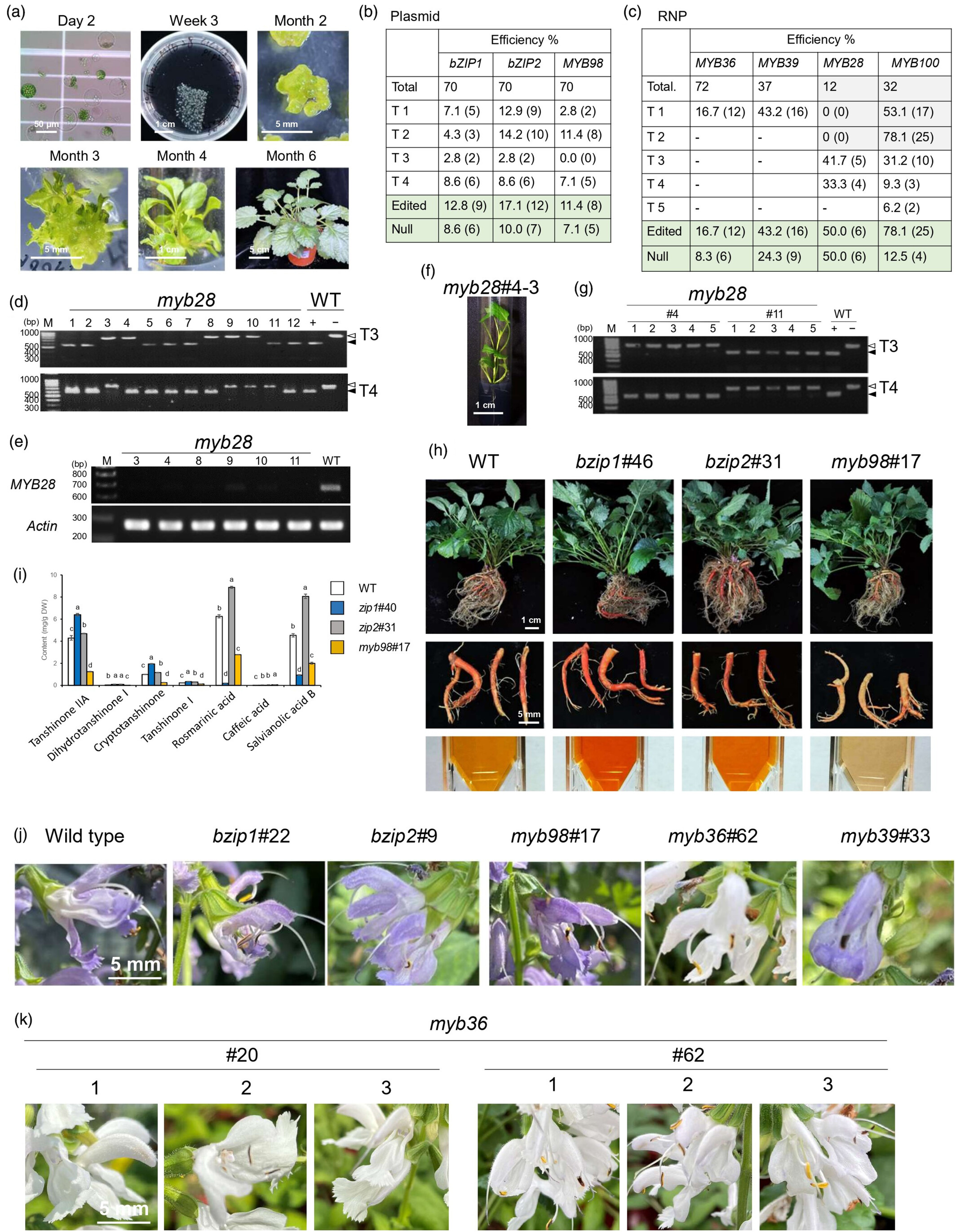 林崇熙 LIN, CHOUN-SEA