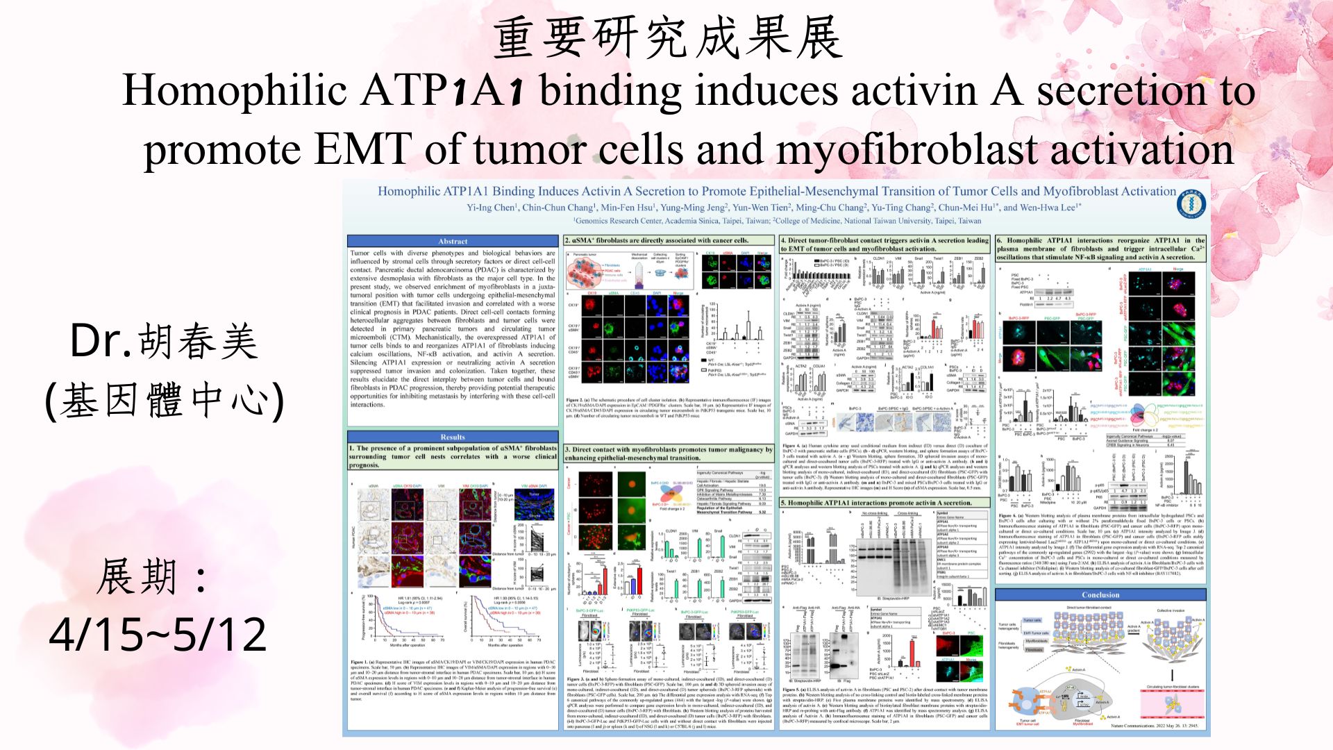【重要研究成果展】同源性ATP1A1 結合誘導激活素 A 分泌以促進腫瘤細胞的上皮-間質轉化和肌成纖維細胞活化(Dr.胡春美) 圖片
