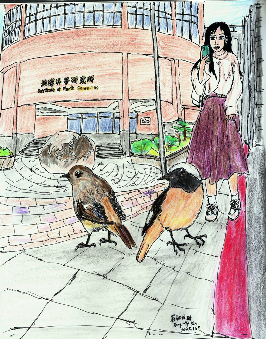 〔生圖推廣誌〕中研院地球所的黃尾鴝 圖片