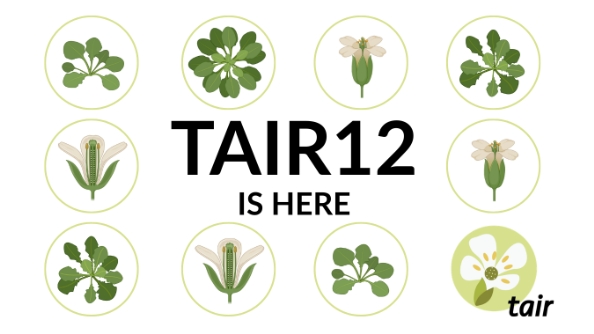 TAIR12 基因組現已在ENA和NCBI上發布，歡迎多加利用。 圖片